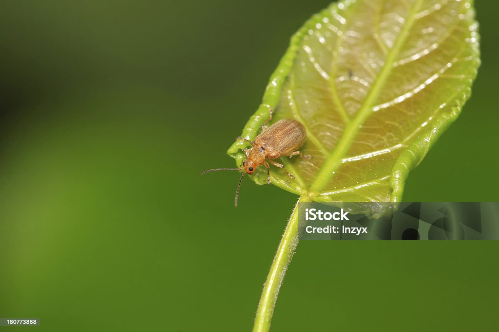 Escaravelho sobre uma folha verde - Royalty-free Agricultura Foto de stock