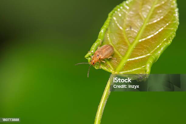 Escaravelho Sobre Uma Folha Verde - Fotografias de stock e mais imagens de Agricultura - Agricultura, Animal, Animal selvagem