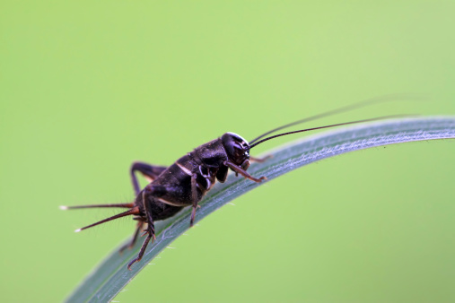 A Coreidae, Catorhintha walk on a stalk while waiting for prey.