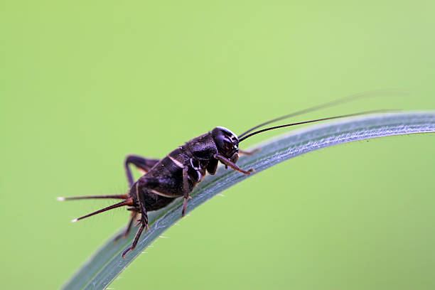 cricket nymphs - cırcır böceği böcek stok fotoğraflar ve resimler