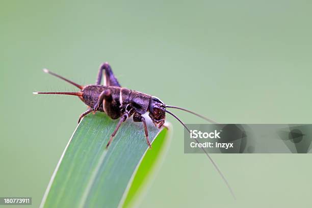 Cricket Nymphs - zdjęcia stockowe i więcej obrazów Biologia - Nauka - Biologia - Nauka, Bliskie zbliżenie, Błyszczący