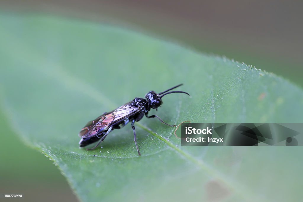 bees INSECTOS - Foto de stock de Abeja libre de derechos