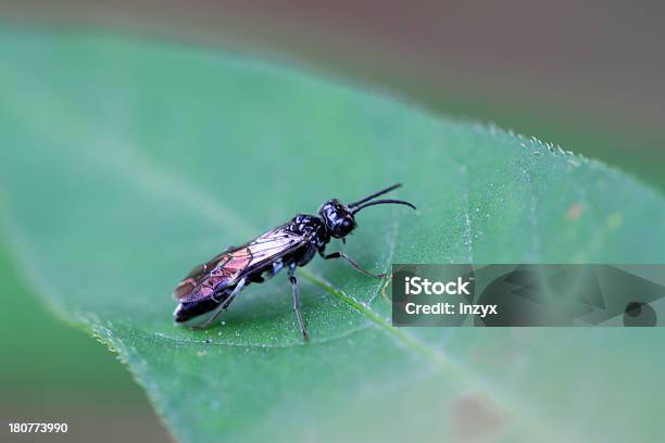 Bees Insectos Foto de stock y más banco de imágenes de Abeja - Abeja, Agricultura, Aire libre