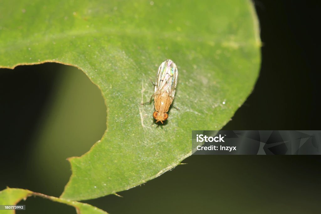 muscidae insectes - Photo de Adulte libre de droits