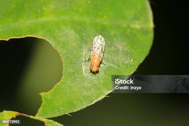 Photo libre de droit de Muscidae Insectes banque d'images et plus d'images libres de droit de Adulte - Adulte, Agriculture, Aile d'animal