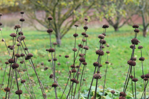 istock Brown bee balm or monarda stems in a garden in autumn 1807744156