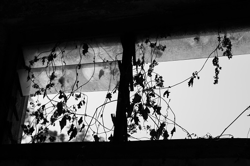 Close-up of the window with tree branch on it in black and white. Tree branch in silhouette. Countryside scene.