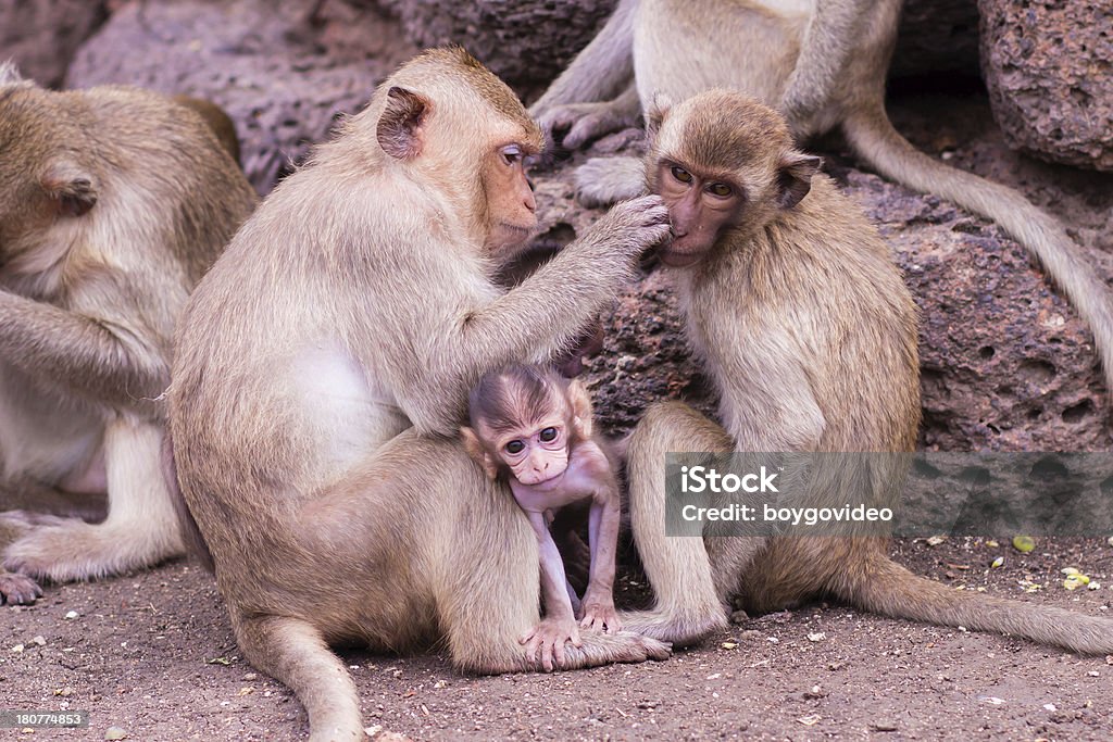monkey - Lizenzfrei Abwarten Stock-Foto