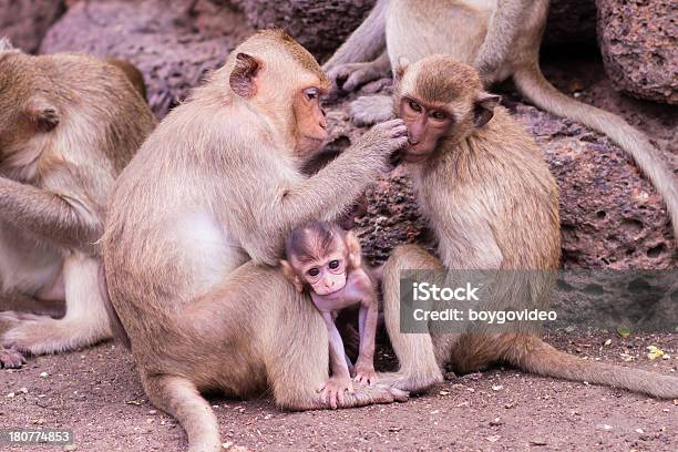 Photo libre de droit de Singe banque d'images et plus d'images libres de droit de Animaux à l'état sauvage - Animaux à l'état sauvage, Asie, Assis