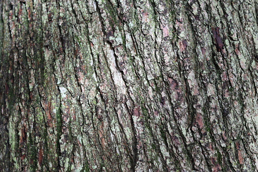 Close up of ancient oak tree bark