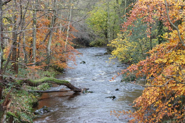 istock View along a woodland river in autumn 1807752771