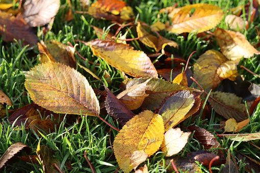 Yellow, gold and brown autumn leaves lying on grass