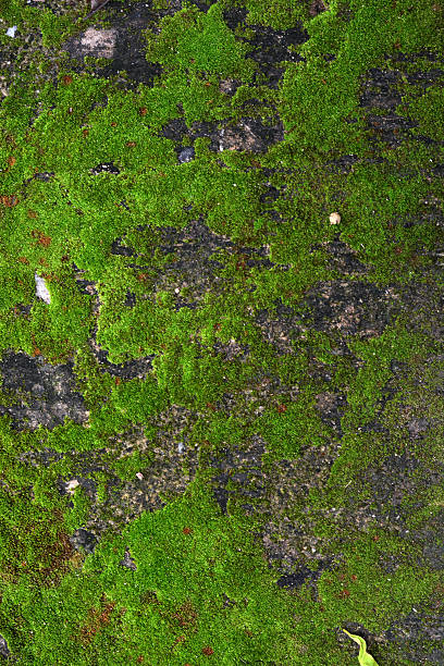 istock closeup old Stone Overgrown with Green Moss in forest 180776032