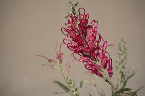 Grevillea 'Sylvia' Flowers