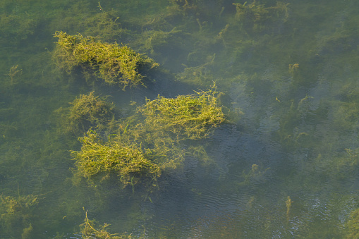 Top view photo of algae plant which is growth in turquoise water lake. Nature and outdoor photo.