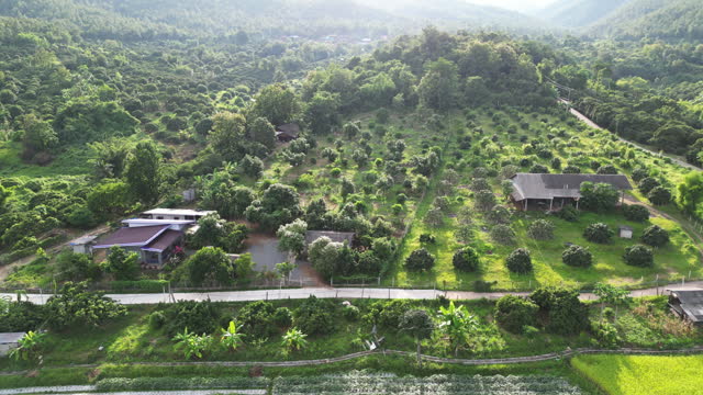 Aerial shot of Rice field terrace on mountain main Agriculture in South East Asian