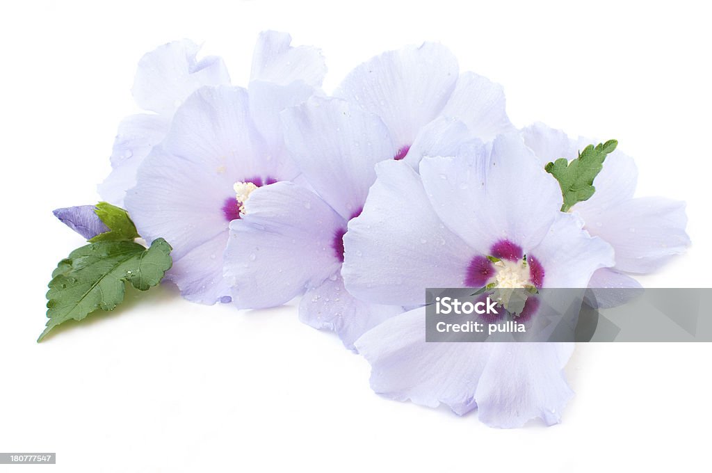 hibiscus - Lizenzfrei Baumblüte Stock-Foto