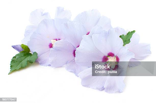 Hibiscus Stockfoto und mehr Bilder von Baumblüte - Baumblüte, Blatt - Pflanzenbestandteile, Blume