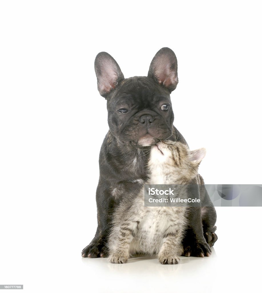 Welpen und Kätzchen - Lizenzfrei Hauskatze Stock-Foto