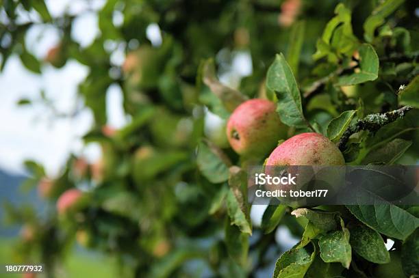 Manzanas Foto de stock y más banco de imágenes de Alimento - Alimento, Amarillo - Color, Caer