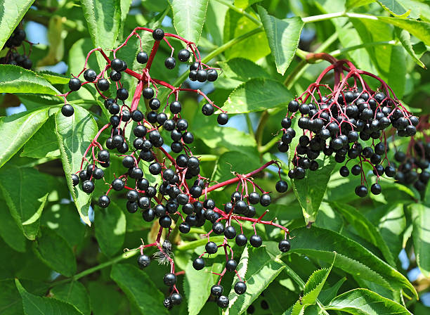 istock Some ripe elderberry on branch 180777938