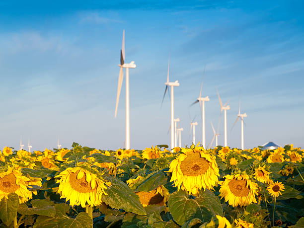 istock Wind turbines and sunflowers 180777983