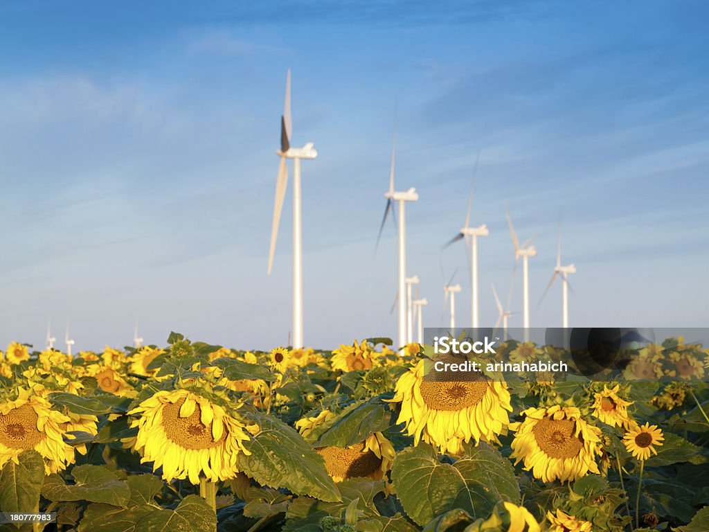 Turbin wiatrowych i sunflowers - Zbiór zdjęć royalty-free (Część maszyny)