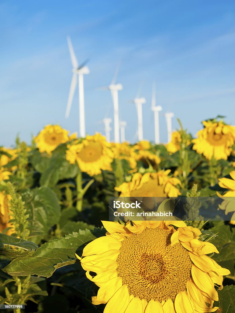 Turbinas eólicas do e girassóis - Foto de stock de Agricultura royalty-free