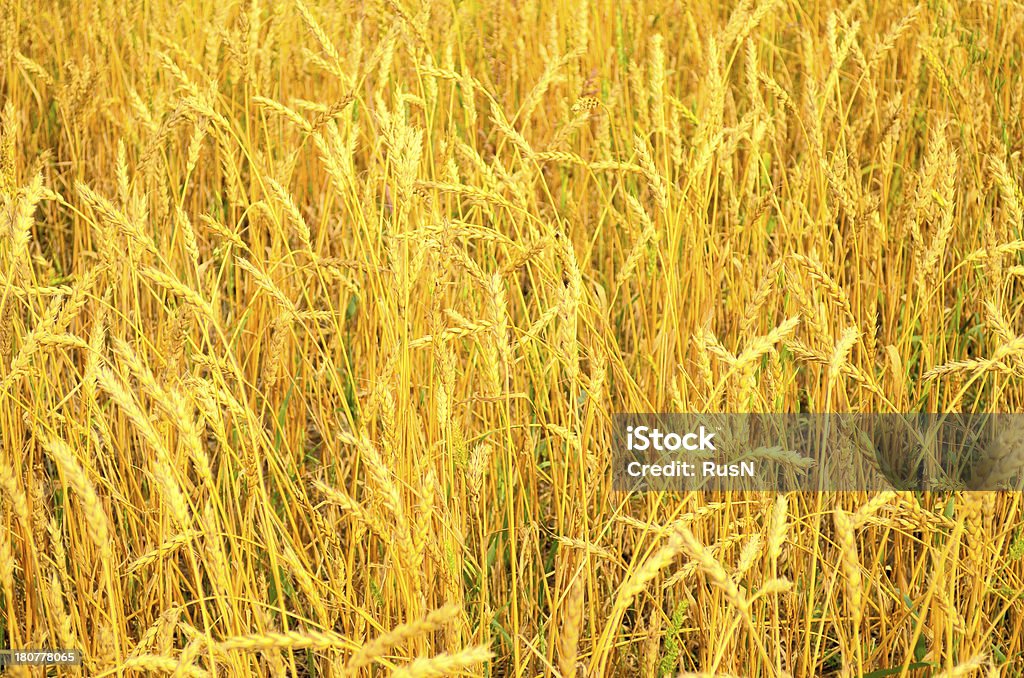 wheat field gold wheat field Agricultural Field Stock Photo