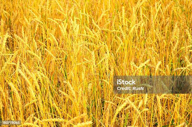 Wheat Field Stock Photo - Download Image Now - Agricultural Field, Agriculture, August