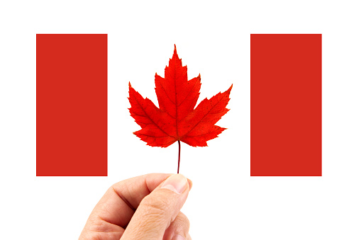 Hand with maple leaf isolated on white background