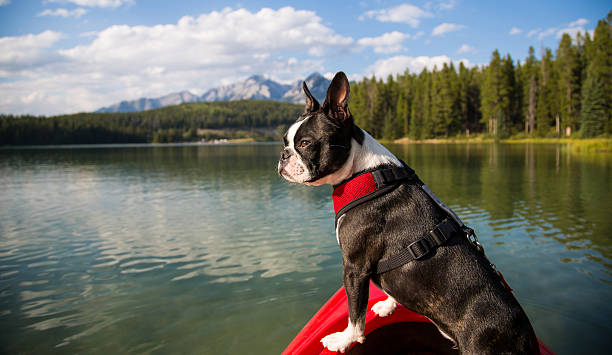 boston terrier in einem kajak auf dem see - nature dog alertness animal stock-fotos und bilder