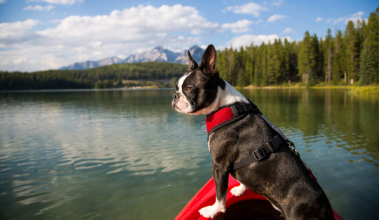 A Boston Terrier dog stands with its front paws on the edge of a kayak in a lake near Banff, Alberta.