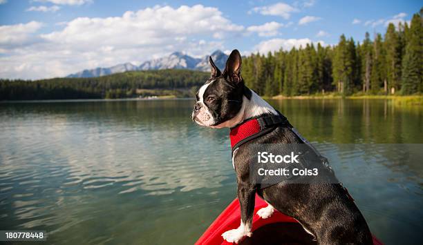 Boston Terrier In Kayak On Lake Stock Photo - Download Image Now - Dog, Boston Terrier, Kayak