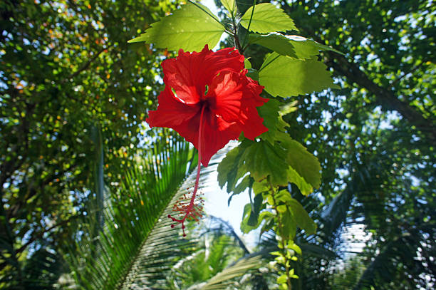 istock Impressions from Costa Rica 180778477