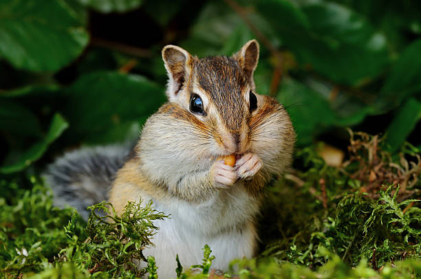 бурундук в лесу - chipmunk стоковые фото и изображения