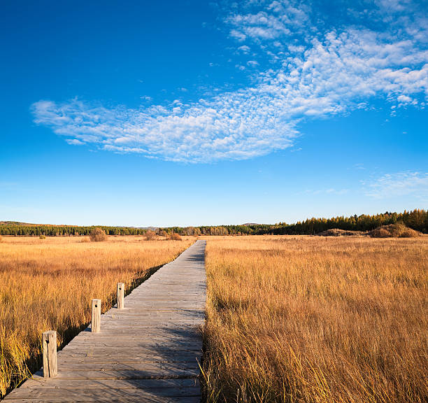 istock beautiful wetland park in autumn 180778634