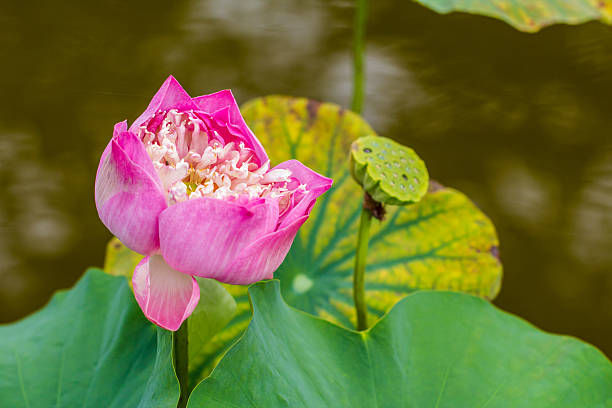 istock Photo pink lotus ponds 180778711