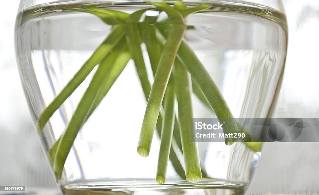 Vert tige sous l'eau avec des fleurs dans un vase - Photo de Botanique libre de droits