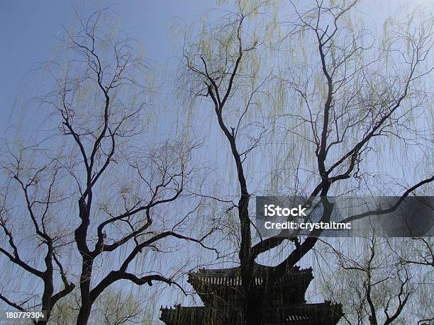 Willows Árvore No Palácio De Verão - Fotografias de stock e mais imagens de Ao Ar Livre - Ao Ar Livre, Azul, Beleza