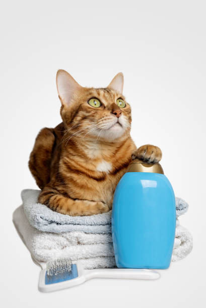 istock Cute cat with tools for bathing animals, hygiene on a white background. 1807793173
