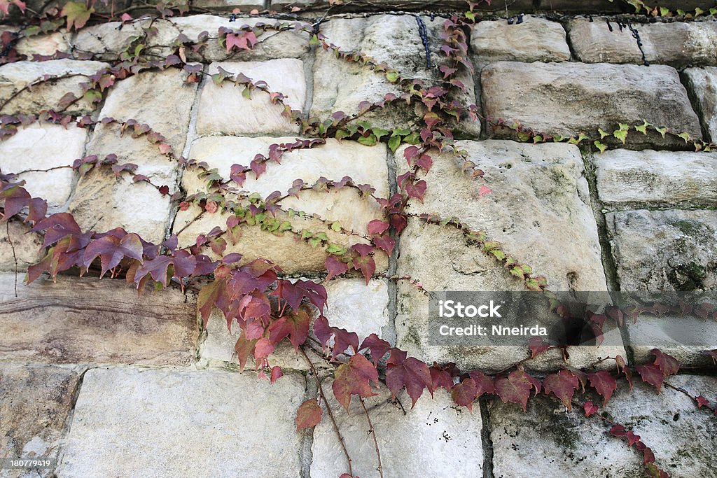 Осенних листьев плюща покрытия стены с камнями - Стоковые фото Абстрактный роялти-фри