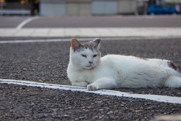 istock Cute stray local cat relaxing 1807795746