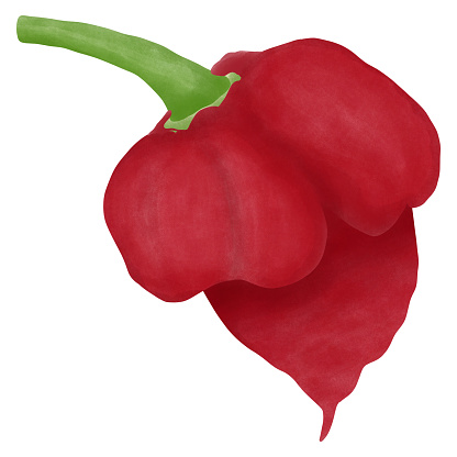 Trinidad Scorpion Butch T Chili pepper,Number 1 hottest chilli in the world.