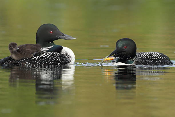 istock Common Loons - Family Breakfast Time 180780009