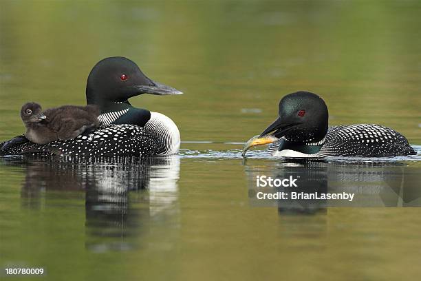 Общие Loonsсемейный Завтрак Времени — стоковые фотографии и другие картинки Взрослый - Взрослый, Горизонтальный, Дикие животные