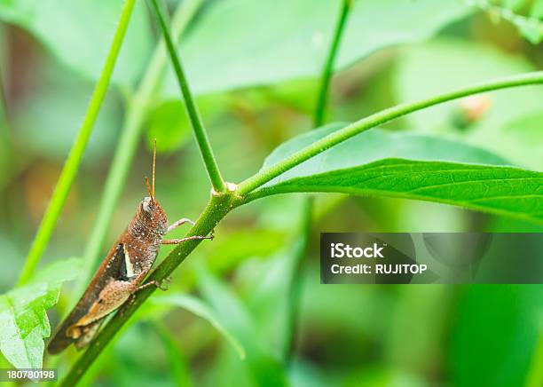 Primo Piano Di Cavalletta - Fotografie stock e altre immagini di Animale - Animale, Animale selvatico, Bellezza naturale