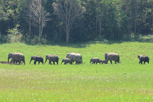 A herd of elephants is walking on the meadow in the forest.