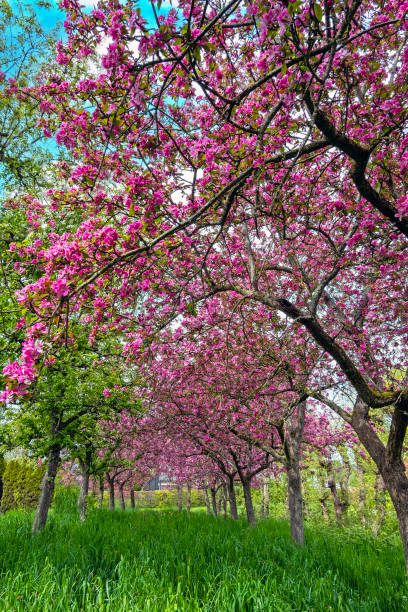 istock Blossoming cherry trees in the countryside from the Netherlands 1807814760