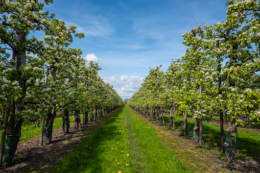 Early blossom of cherry trees in orchard